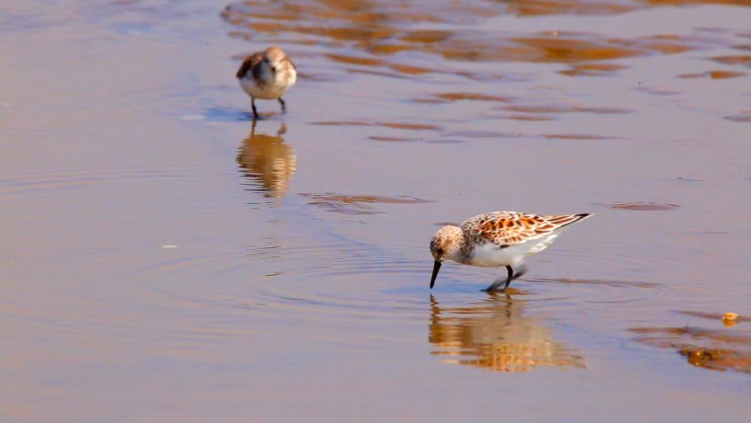 唐山灤南未來藍(lán)圖揭秘，最新規(guī)劃引領(lǐng)城市發(fā)展