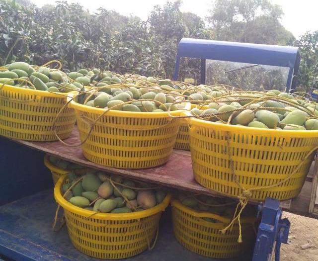 最新芒果品種揭秘，熱帶風(fēng)味的獨(dú)特魅力探索