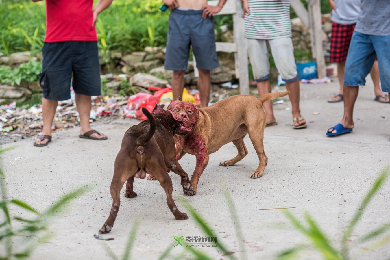 玉林斗狗風采，小巷深處的獨特風情展