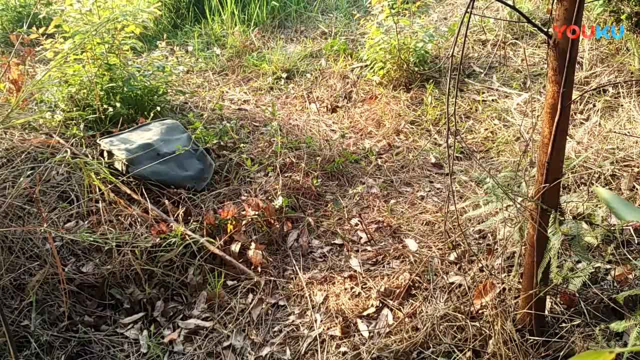 鷓鴣中套最新視頻，領(lǐng)略傳統(tǒng)藝術(shù)魅力的震撼登場！