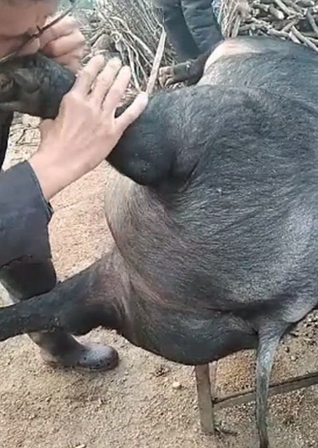 豬圈中的歡樂時刻，最新吹豬視頻集錦