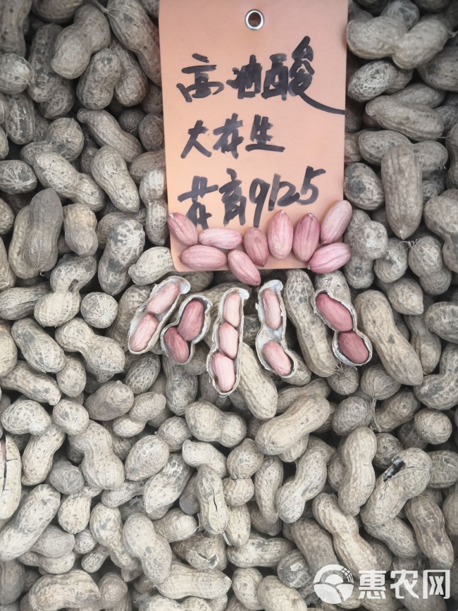 最新花生品種，小巷中的隱秘寶藏發(fā)現(xiàn)