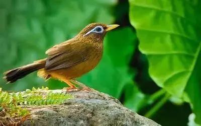 鎮(zhèn)雄房屋最新出售信息，家園變遷與自我成長(zhǎng)的自信成就