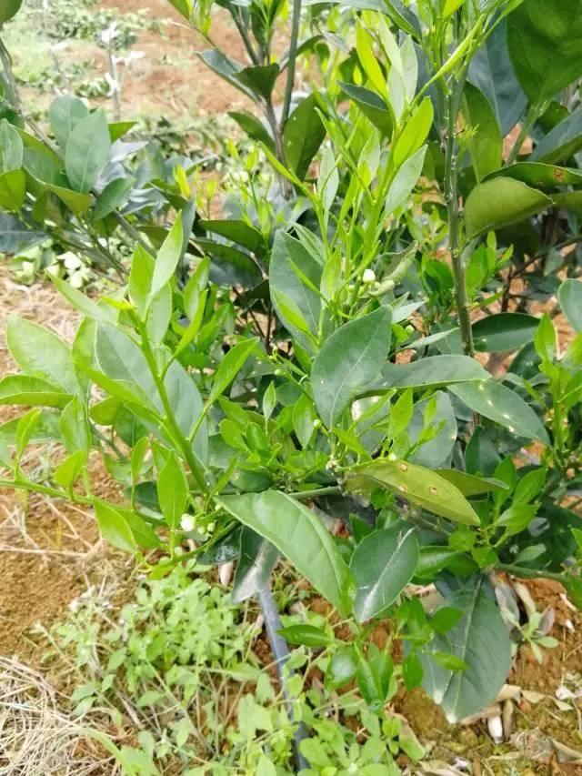 柑橘最新保果技術(shù)，開啟探索之旅，勵(lì)志無限可能