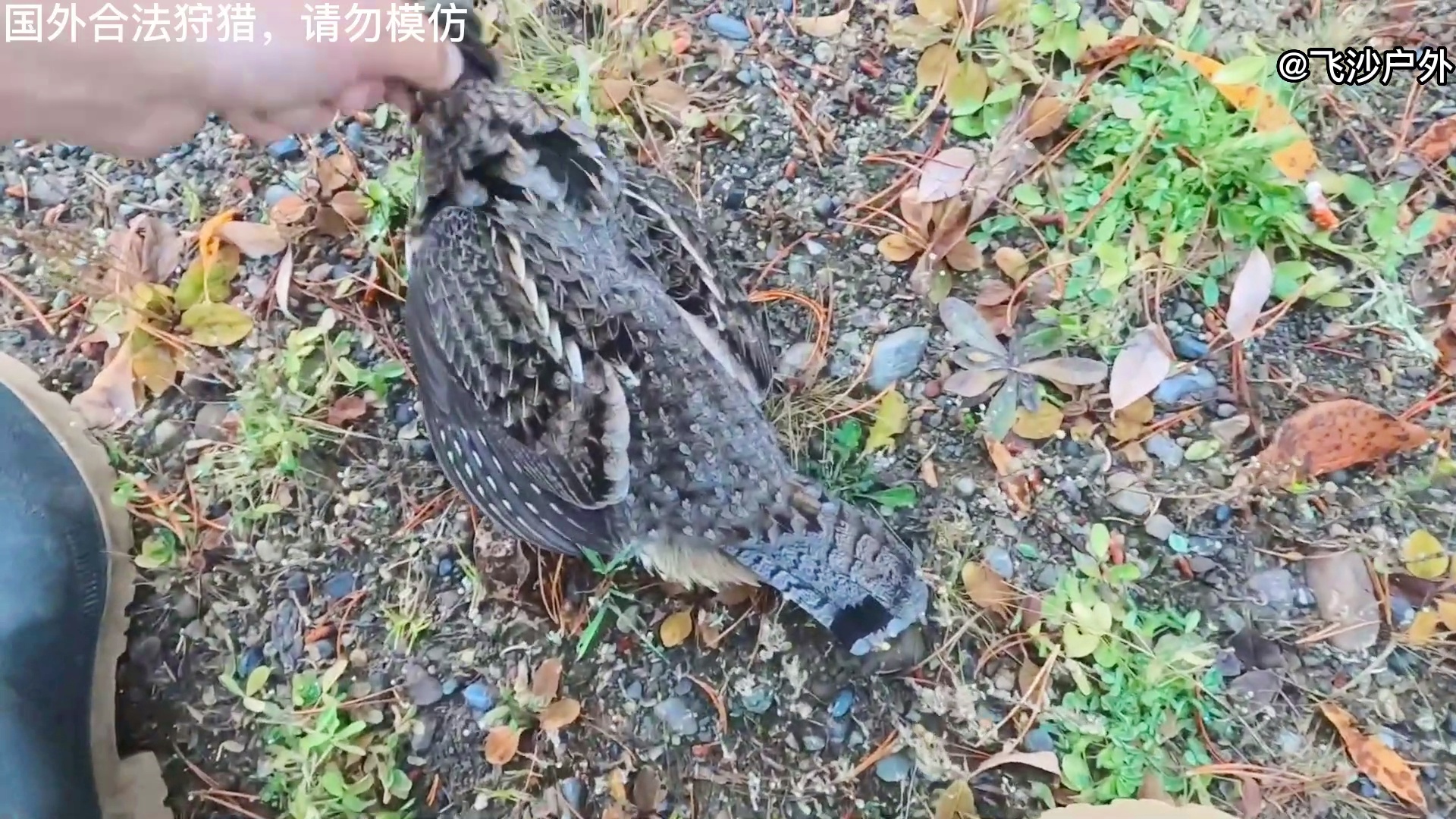 最新國外彈弓圖片集錦，自然美景的探索之旅