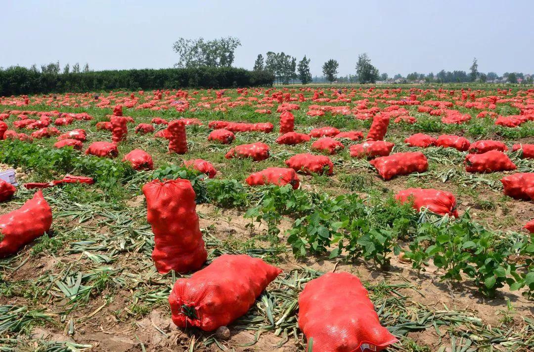 金鄉(xiāng)洋蔥出庫最新價格，獲取與了解的步驟指南