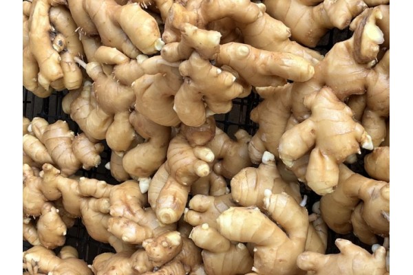 昌邑生姜市場最新價格指南，全面了解生姜市場行情與價格動態(tài)