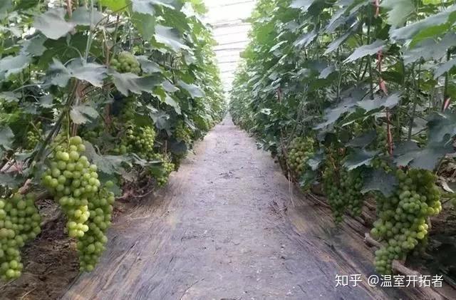 探索自然美景之旅，最新葡萄大棚種植模式揭秘