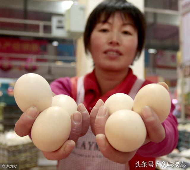 周口雞蛋今日最新價(jià)格，勵(lì)志故事背后的雞蛋價(jià)值探索
