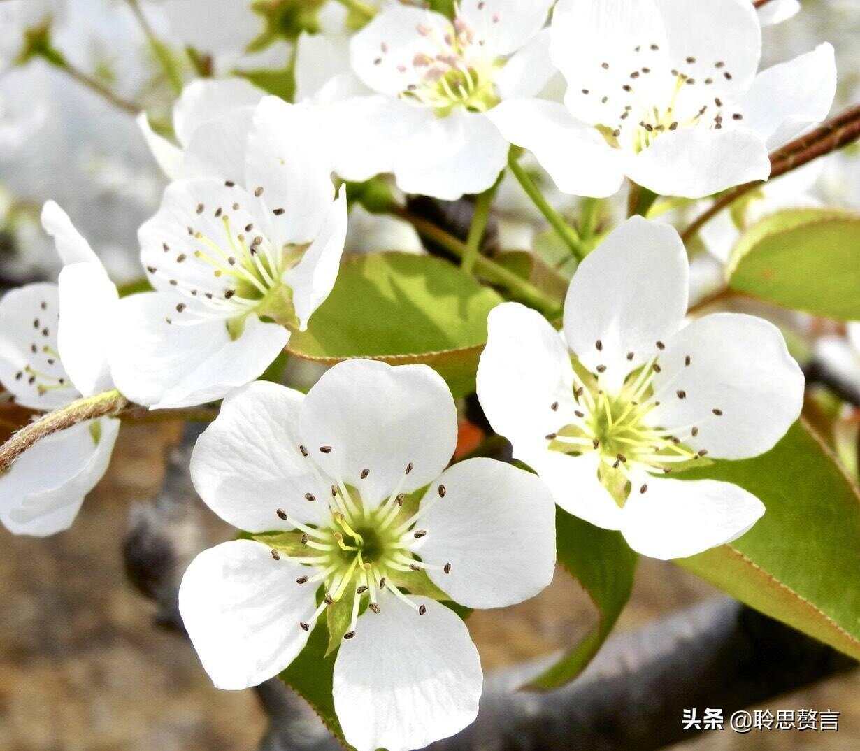 梨花屬于什么生肖,機(jī)制評估方案_服務(wù)器版54.914