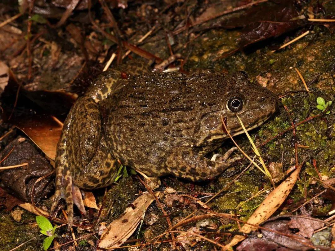 兩棲蛙蛙下載最新版，溫馨的蛙蛙奇遇之旅