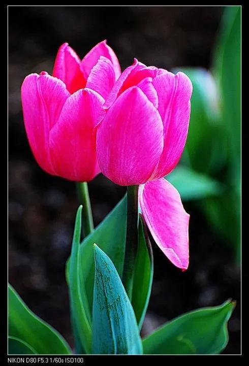 最新郁金香，小巷深處的芬芳馥郁之美