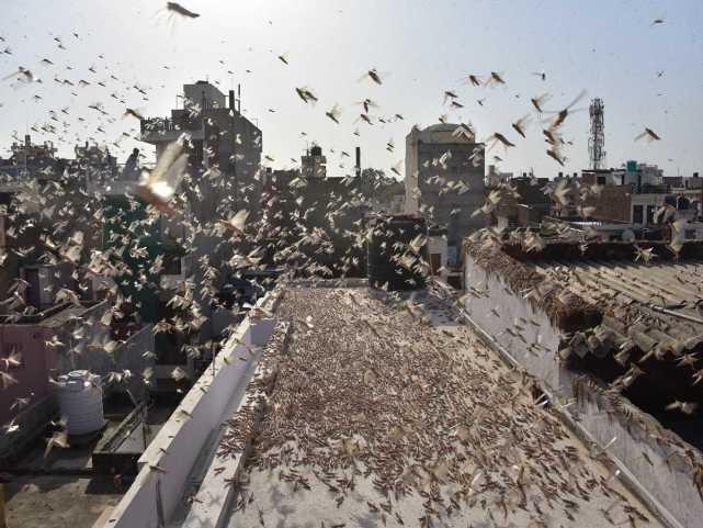 蝗蟲最新動態(tài)，蟲群變化學(xué)習(xí)之旅，自信與成就感的伴隨成長