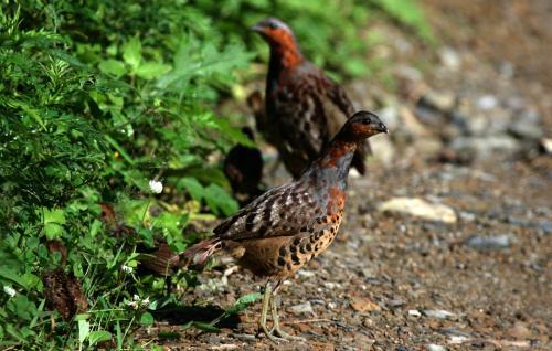 最新竹雞套，傳統(tǒng)與創(chuàng)新的完美融合