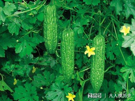 苦瓜最新網(wǎng)站，探索自然美景，尋找內(nèi)心寧靜的輕松之旅