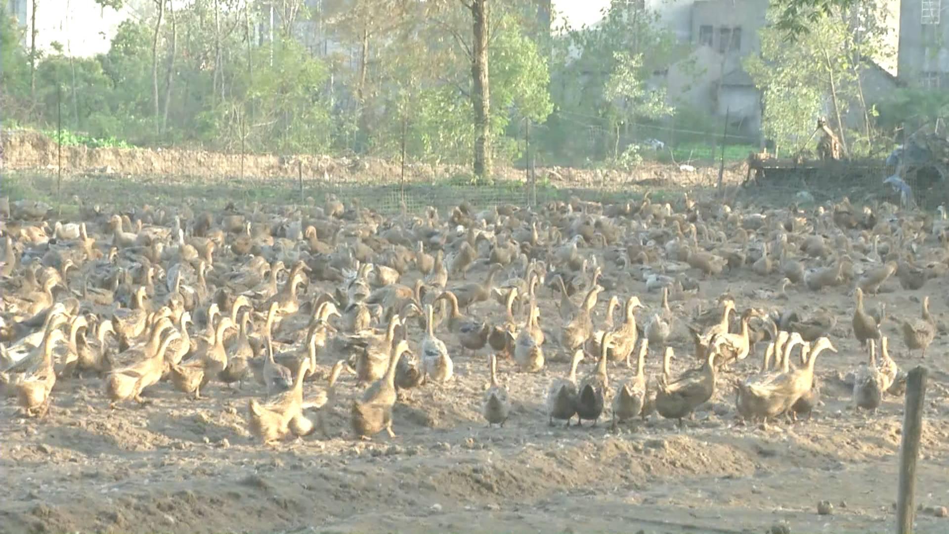 鴨蛋行情網(wǎng)，科技引領(lǐng)鴨蛋市場(chǎng)新時(shí)代