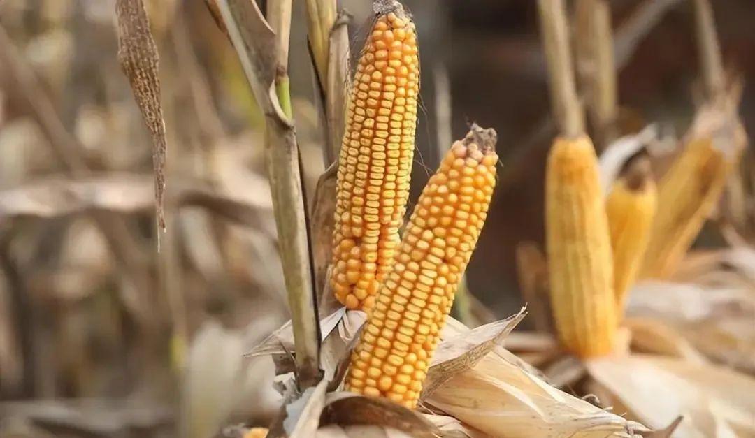 今日山東玉米價格行情，智能農(nóng)業(yè)引領(lǐng)新紀(jì)元風(fēng)向標(biāo)