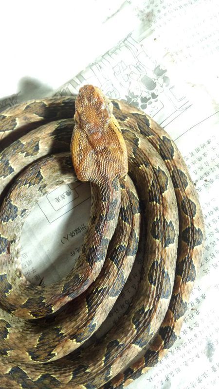 蛻變中的自信與成就，蛇的行情展望