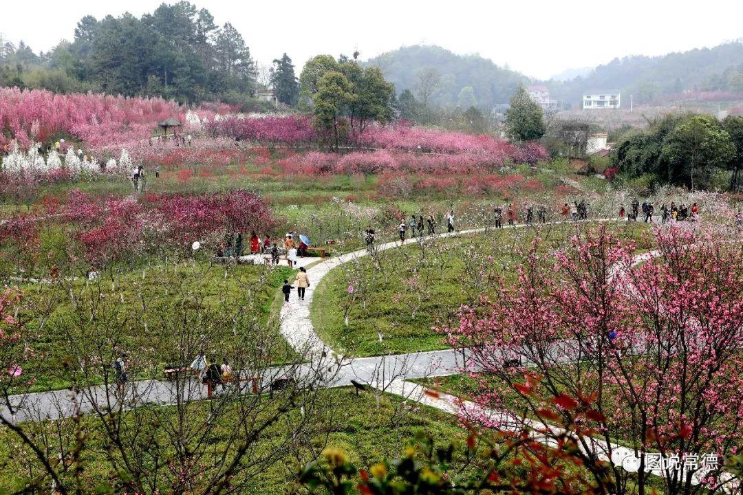 常德最新疫情動態(tài)步驟指南，初學(xué)者與進階用戶必讀