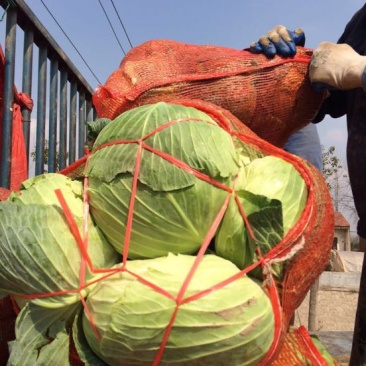 湖北包菜價(jià)格動(dòng)態(tài),湖北包菜價(jià)格動(dòng)態(tài)，一場(chǎng)尋找內(nèi)心平靜的綠色之旅