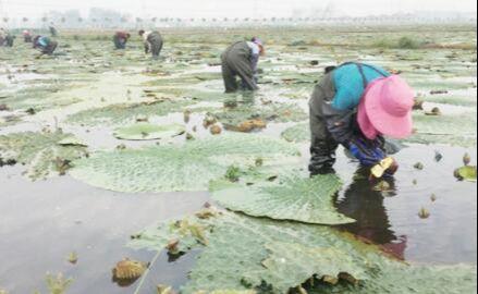 王碼五最新版，鍵盤(pán)上的友情與家的溫馨體驗(yàn)