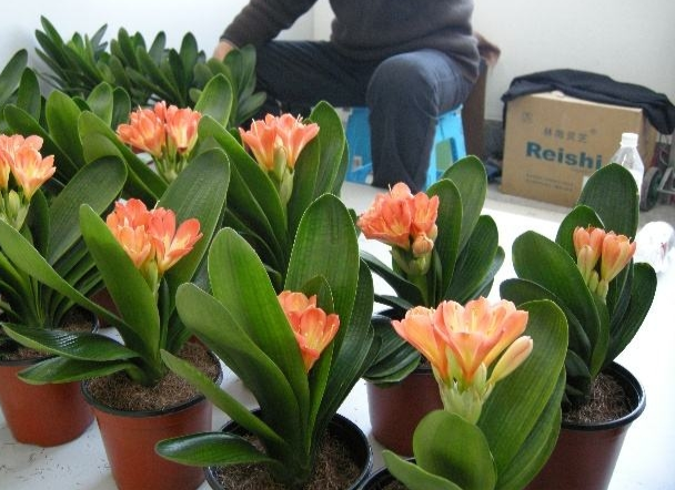 君子蘭價格變化中的自信與成就感，從綠葉到金花之路