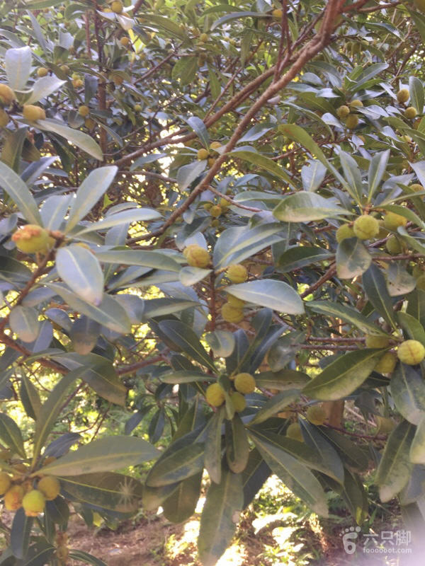 橫河大山搬遷最新動態(tài)，力量重塑與未來希望