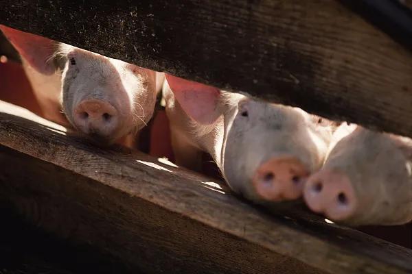 全國生豬市場價格動態(tài)，變化中的機(jī)遇與挑戰(zhàn)的旅程