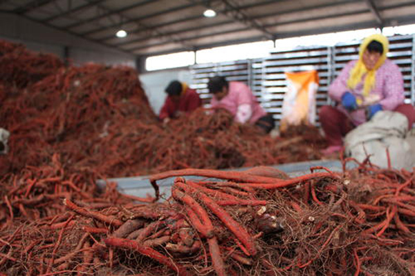 科技賦能下的丹參行情，生活因丹參而多彩