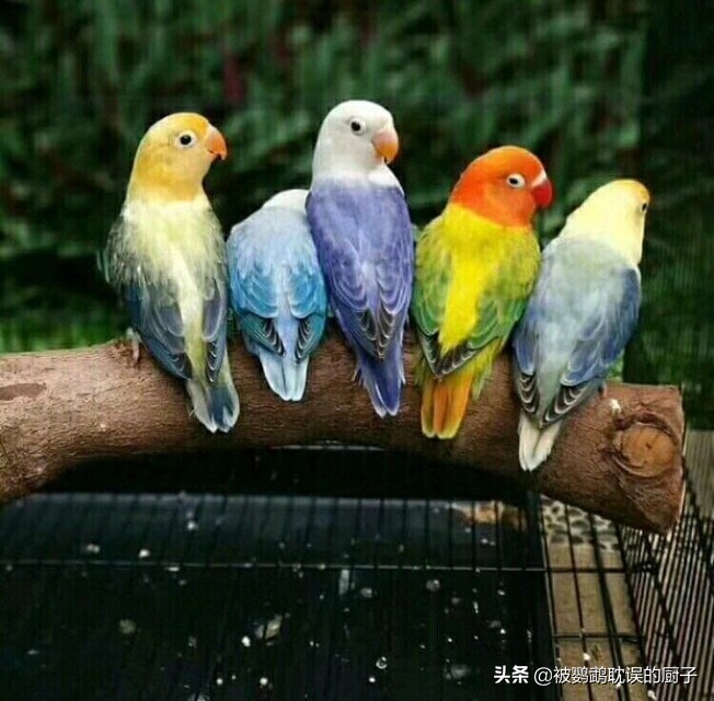 牡丹鸚鵡最新報價，市場走勢分析與選購指南