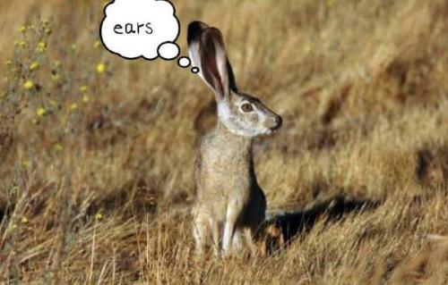 最新夜間捕獵兔子視頻，揭秘夜間捕兔三大要點深度解析