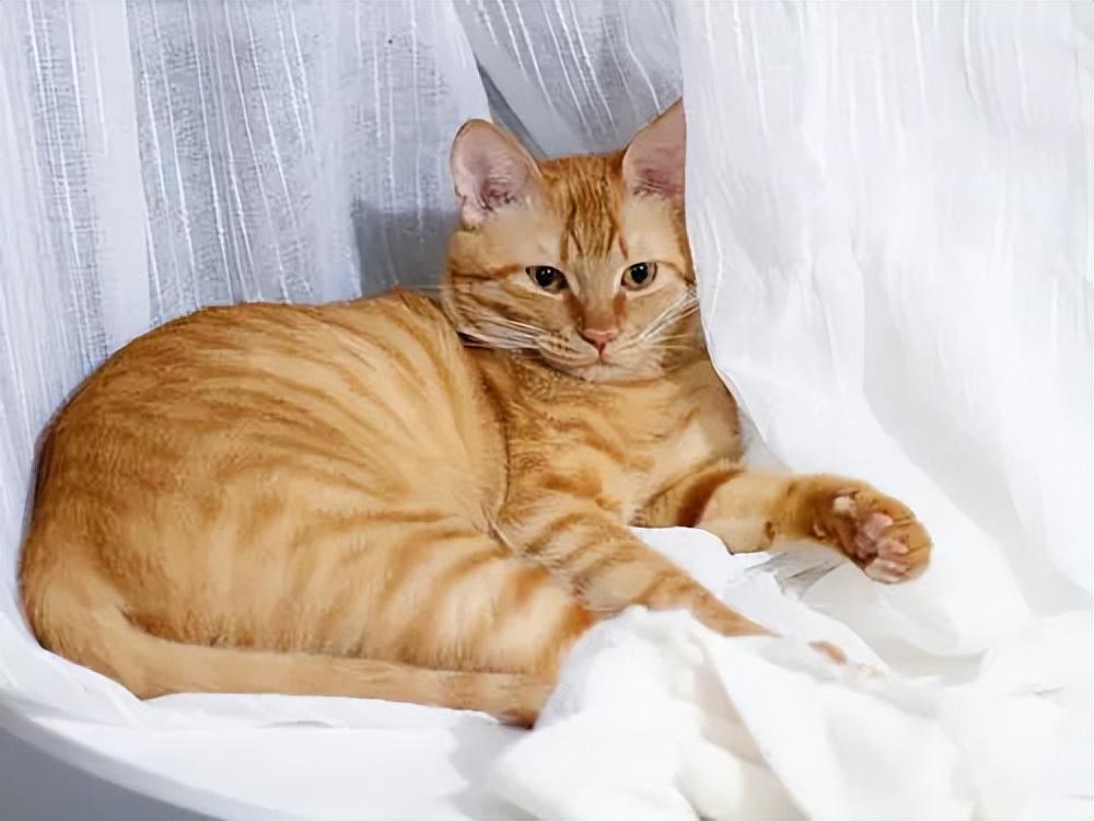 貓品種與價(jià)格，一場(chǎng)自然美景的探尋之旅