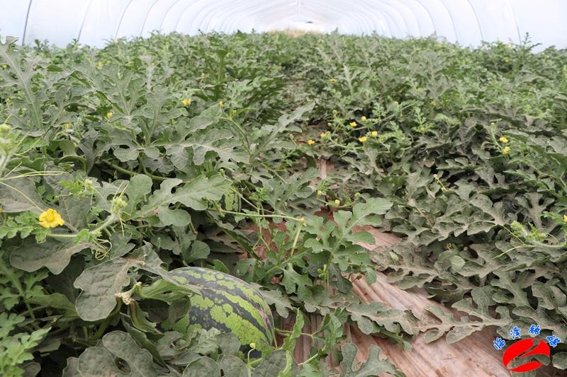 全國西瓜最新價格行情，綠色之旅探尋內心平靜