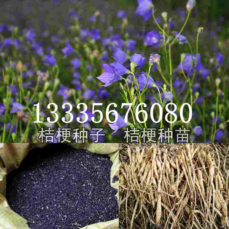 桔梗種子價(jià)格揭秘，成長旅程與自信綻放之路