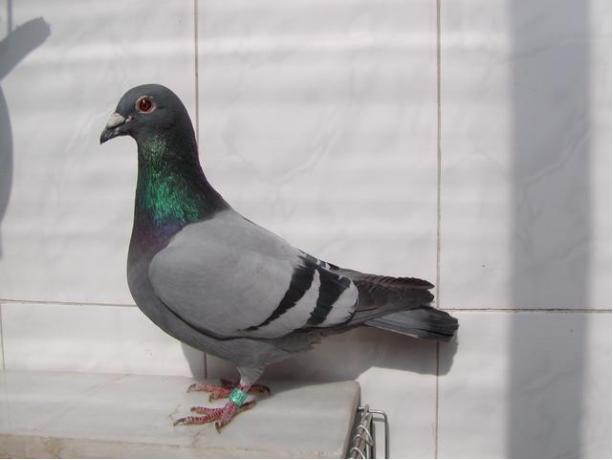 賽鴿定向新進(jìn)展揭秘，小巷中的神秘寶藏探索