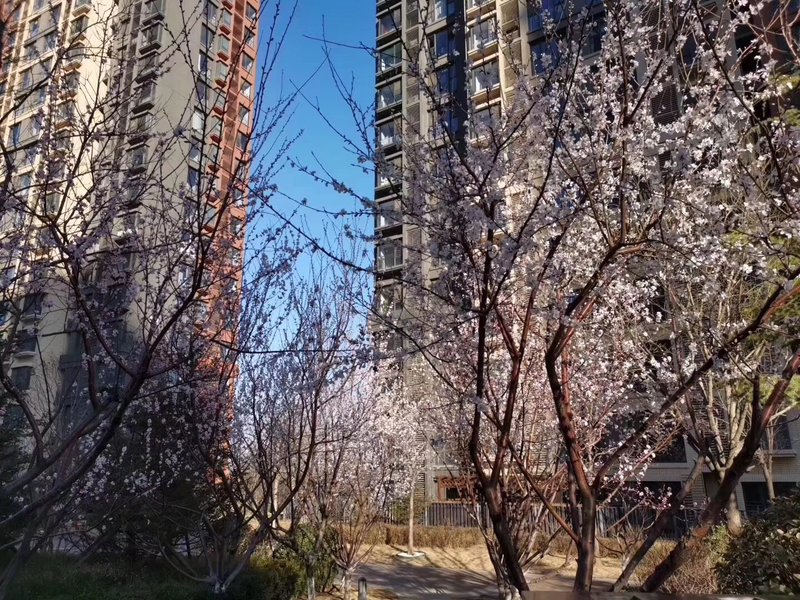 燕郊房?jī)r(jià)動(dòng)態(tài)更新，科技引領(lǐng)房產(chǎn)新紀(jì)元，最新資訊速遞