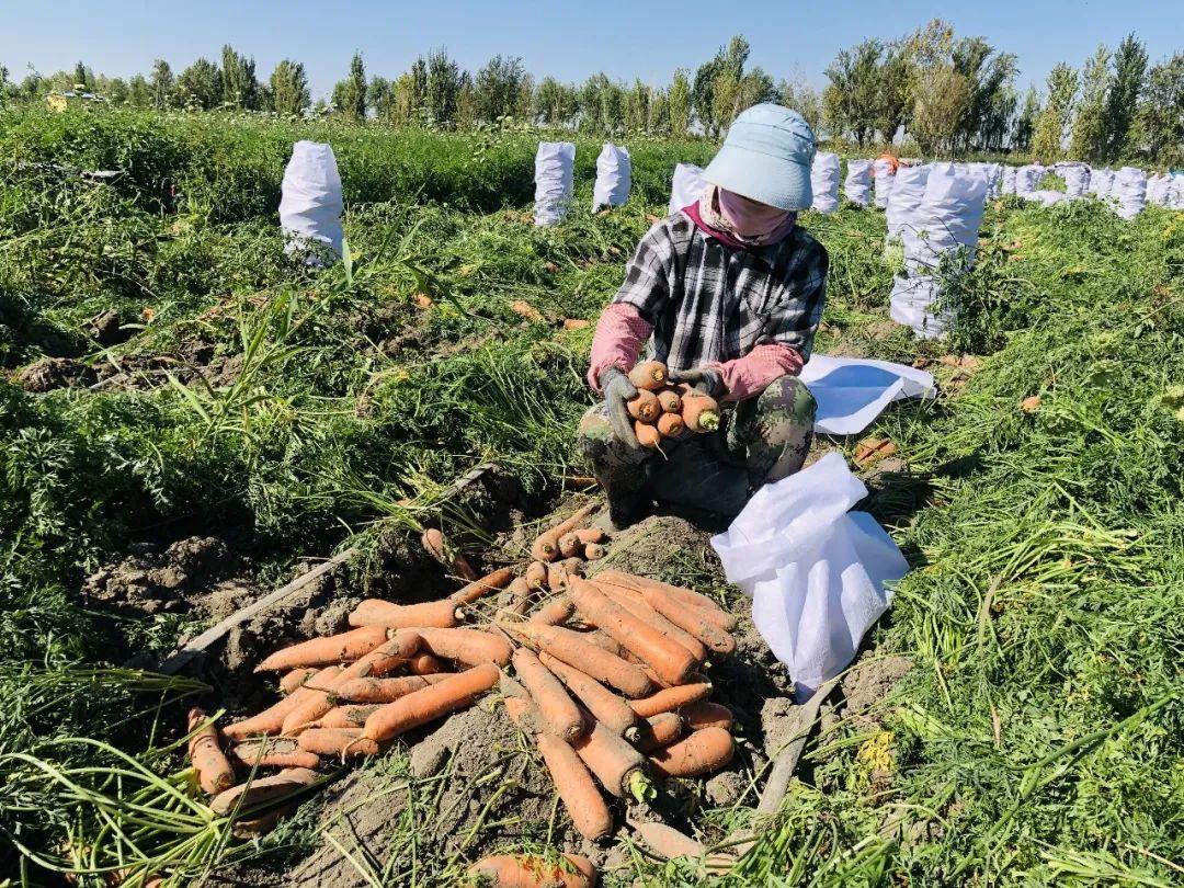 胡蘿卜最新市場價格概覽，最新市場價格指南