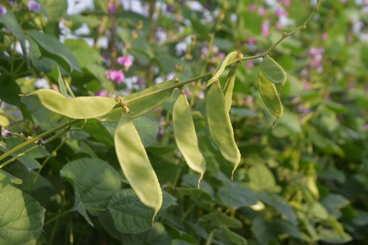 豆子行情，綠色之旅中的內(nèi)心平靜探尋