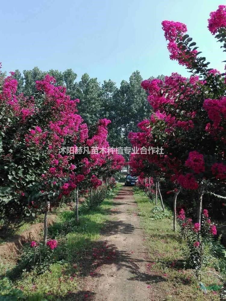 速生紫薇最新報(bào)價(jià)，開(kāi)啟自然美景的旅行邀請(qǐng)