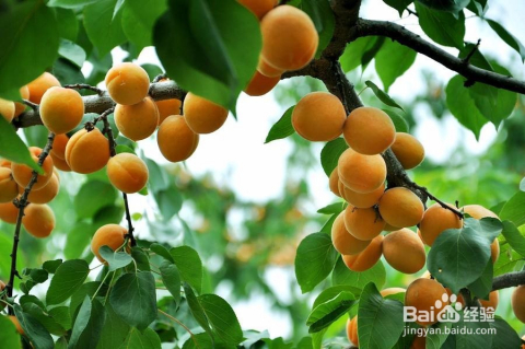 科技之光下的杏樹(shù)新品種果實(shí)革命介紹