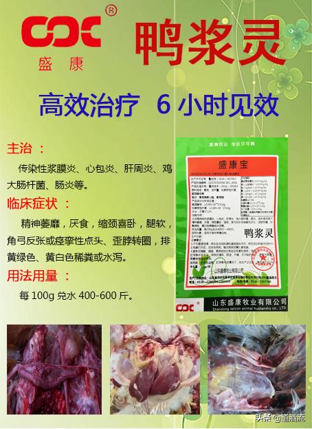 現(xiàn)在鴨苗行情詳解，選購、養(yǎng)殖與盈利的全方位指南