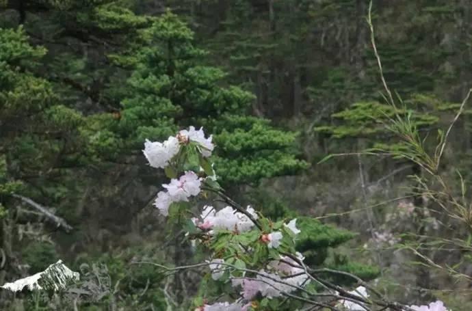 雨崩最新美景圖，探索與欣賞的詳細(xì)步驟指南，美不勝收！