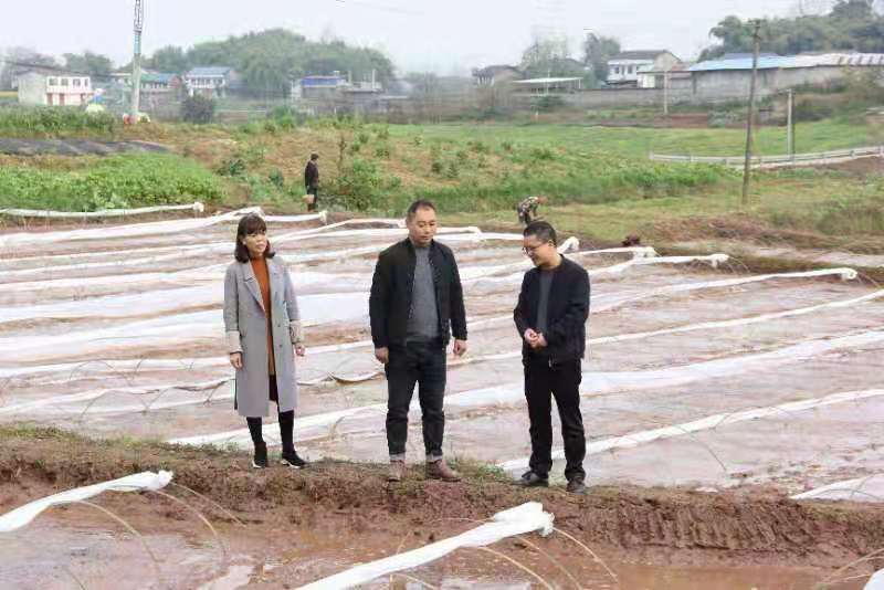 合川土場最新動態(tài)更新，今日最新資訊速遞