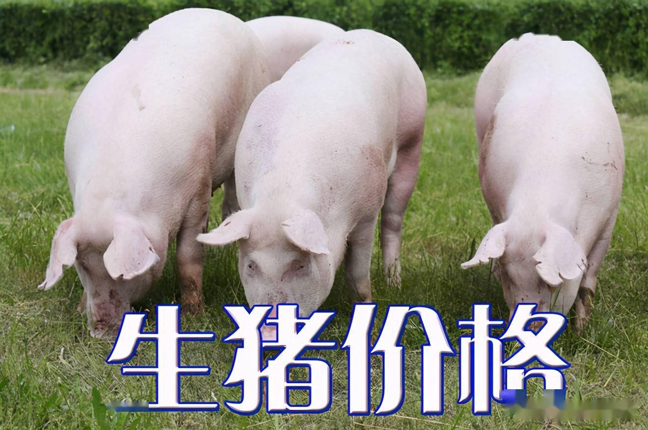 濰坊今日生豬價(jià)格探索，一場(chǎng)綠色之旅尋找內(nèi)心平靜