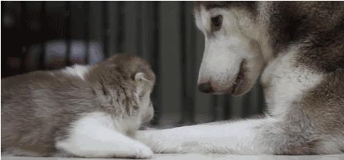 電視劇母子連心，心靈與自然的溫暖之旅