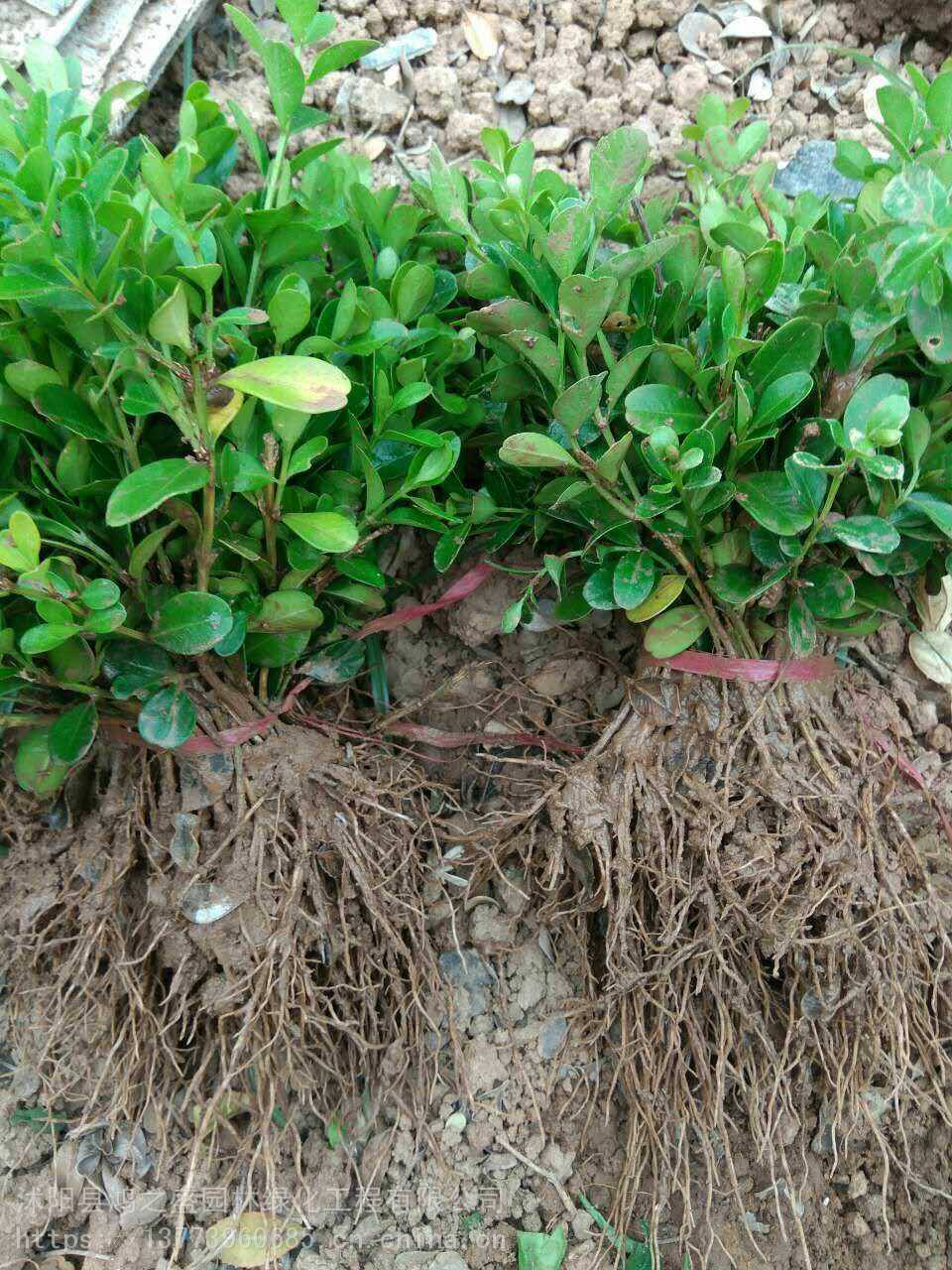 黃楊小苗價(jià)格探尋之旅，自然美景的邂逅與發(fā)現(xiàn)