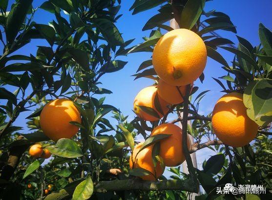 贛州上市公司，閃耀未來(lái)，共創(chuàng)繁榮時(shí)代！