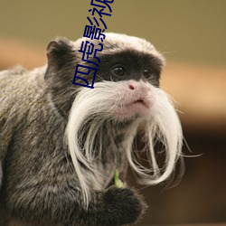 四虎影最新在線觀看，熱門影視的全新體驗(yàn)