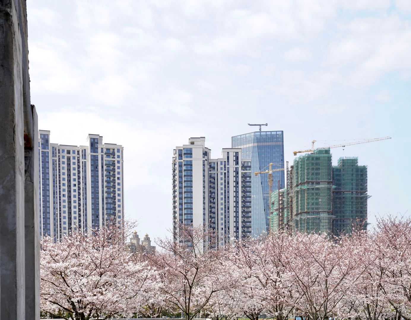 櫻花園置換最新進展揭秘，科技重塑生活，煥發(fā)新生希望