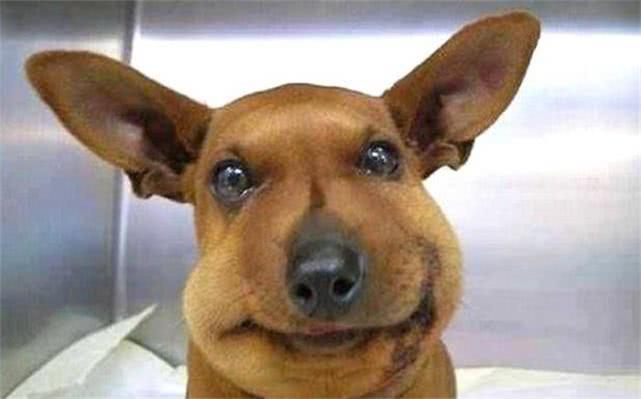 最新毒蜂，逆風(fēng)翱翔，學(xué)習(xí)鑄就自信與成就之巔